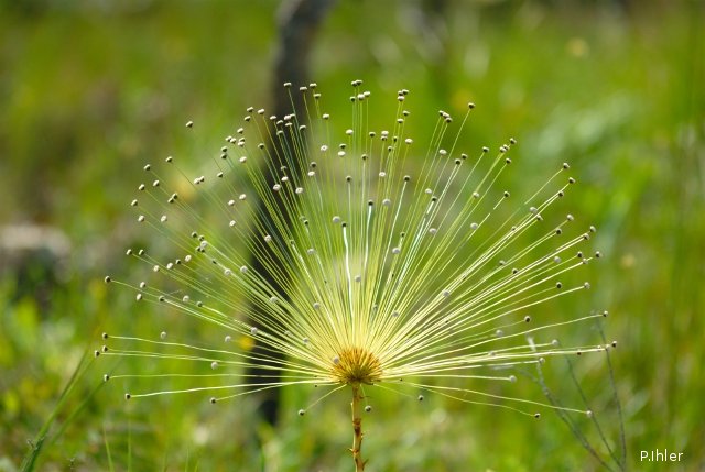 Photo originale - Sombreiro - Sempre-Viva Cerrado - Brésil