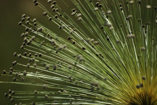 Photo d'une plante appelée sombreiro, tipique du Cerrado au Brésil