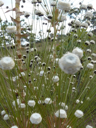 Photo originale - Sombreiro - Sempre-Viva Cerrado - Brésil