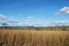 Photo du campo limpo (champs propre) du cerrado au Brésil