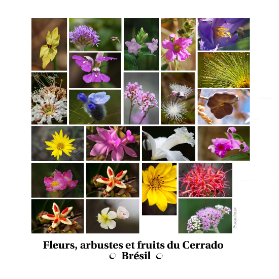 Compositions de photographies - Fleurs, arbustes et fruits de la biomasse Cerrado