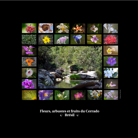 Compositions de photographies - Fleurs, arbustes et fruits de la biomasse Cerrado