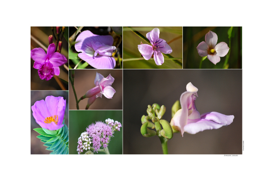 Compositions de photographies - Fleurs, arbustes et fruits de la biomasse Cerrado