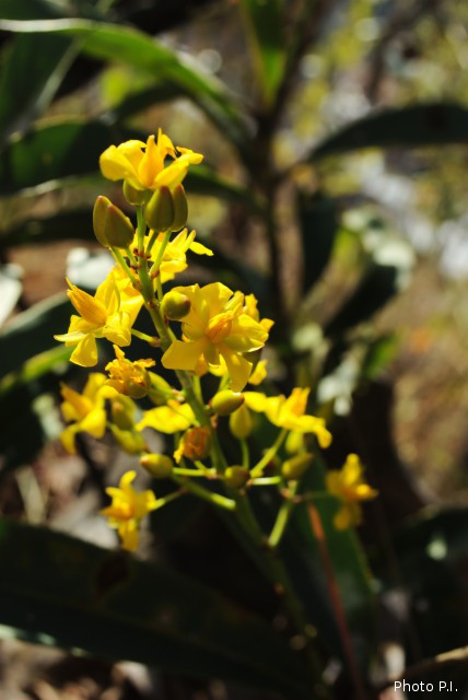 Plantes avec fleur(s) de couleur jaune ou dorée