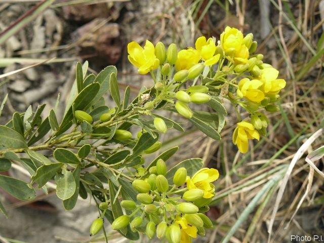 Plantes avec fleur(s) de couleur jaune ou dorée