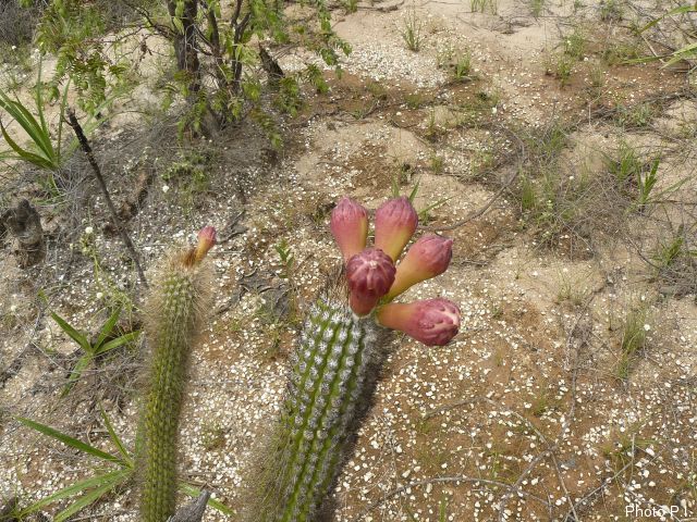 Les cactacées et autres plantes épineuses