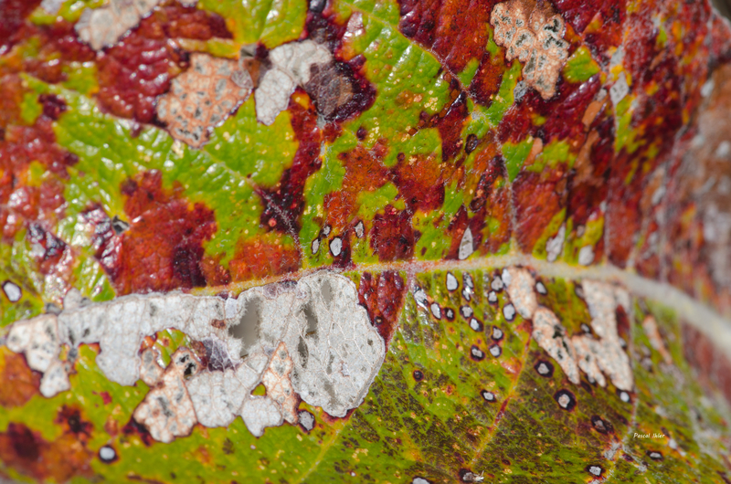 Coloration des feuilles - Sélection de photographies