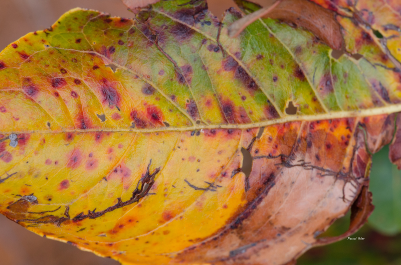 Coloration des feuilles - Sélection de photographies