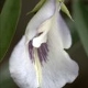 Plantes et arbustes avec inflorescence blanche