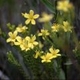 Fleurs fruits et arbustes avec inflorescence de couleur jaune ou dorée