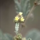 Fleurs fruits et arbustes avec inflorescence de couleur jaune ou dorée