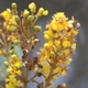 Plantes et arbustes avec inflorescence jaune ou dorée