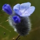 Plantes et arbustes avec inflorescence bleue