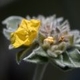 Fleurs fruits et arbustes avec inflorescence de couleur jaune ou dorée