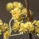 Plantes et arbustes avec inflorescence jaune ou dorée