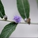 Plantes et arbustes avec inflorescence bleue