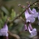 Plantes et arbustes avec inflorescence bleue