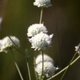 Plantes et arbustes avec inflorescence blanche