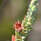 Plantes et arbustes avec inflorescence de couleur orange