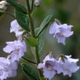 Plantes et arbustes avec inflorescence bleue