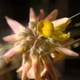 Fleurs fruits et arbustes avec inflorescence de couleur jaune ou dorée