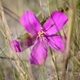 Plantes et arbustes avec inflorescence rose ou violette