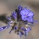 Plantes et arbustes avec inflorescence bleue