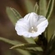 Plantes et arbustes avec inflorescence blanche