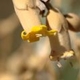 Fleurs fruits et arbustes avec inflorescence de couleur jaune ou dorée