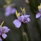 Plantes et arbustes avec inflorescence bleue