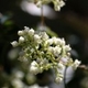 Plantes et arbustes avec inflorescence blanche