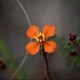 Plantes et arbustes avec inflorescence de couleur orange