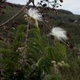 Plantes et arbustes avec inflorescence blanche