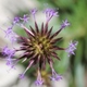 Plantes et arbustes avec inflorescence rose ou violette