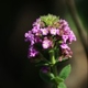 Plantes et arbustes avec inflorescence rose ou violette