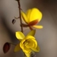 Fleurs fruits et arbustes avec inflorescence de couleur jaune ou dorée