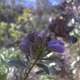 Plantes et arbustes avec inflorescence bleue