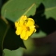 Fleurs fruits et arbustes avec inflorescence de couleur jaune ou dorée