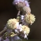 Plantes et arbustes avec inflorescence rose ou violette