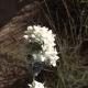 Plantes et arbustes avec inflorescence blanche