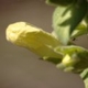 Fleurs fruits et arbustes avec inflorescence de couleur jaune ou dorée