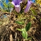 Plantes et arbustes avec inflorescence rose ou violette