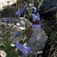 Plantes et arbustes avec inflorescence bleue