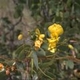 Fleurs fruits et arbustes avec inflorescence de couleur jaune ou dorée