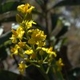 Fleurs fruits et arbustes avec inflorescence de couleur jaune ou dorée