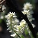 Plantes et arbustes avec inflorescence blanche