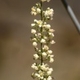 Plantes et arbustes avec inflorescence blanche