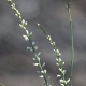 Plantes et arbustes avec inflorescence blanche