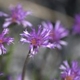 Plantes et arbustes avec inflorescence rose ou violette