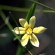 Fleurs fruits et arbustes avec inflorescence de couleur jaune ou dorée